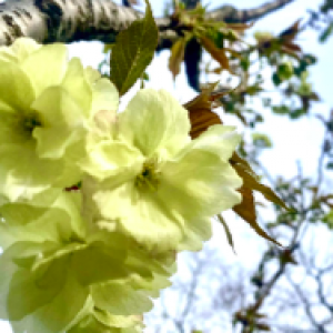 北京緑櫻花翻訳有限公司
