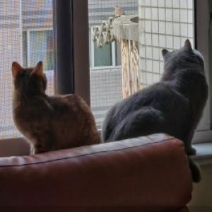 果果ペットショップ