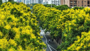 秋風に吹かれ、神城の「網赤」が並ぶ！ まず金色の「花火」を放ち、次に色とりどりの「提灯」を吊るす。
